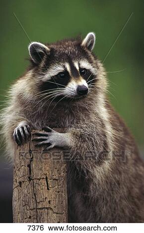 Close-up of Raccoon (Procyon lotor) leaning on wooden pole View Large Photo Image Stock Photograph - Close-up of Raccoon (Procyon lotor) leaning on wooden pole . Fotosearch