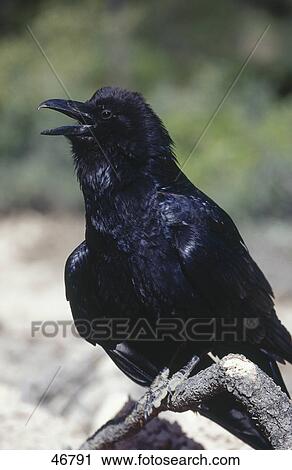 Close-up of raven View Large Photo Image Stock Image - Close-up of raven . Fotosearch