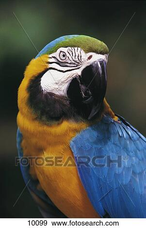 Close-up of Red-and-green Macaw (Ara chloropterus)  View Large Photo Image Stock Photo - Close-up of Red-and-green Macaw (Ara chloropterus) . Fotosearch