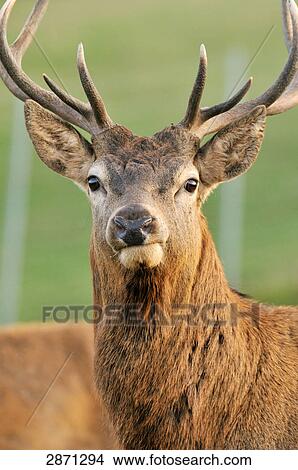 Picture - Close-up of Red deer (Cervus elaphus), Franconia, Bavaria, Germany . Fotosearch