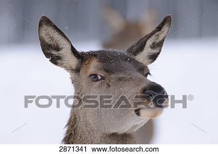 Close-up of Red deer (Cervus elaphus), Franconia, Bavaria, Germany View Large Photo Image Stock Image - Close-up of Red deer (Cervus elaphus), Franconia, Bavaria, Germany . Fotosearch