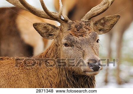 Stock Photo - Close-up of Red deer (Cervus elaphus) in forest, Franconia, Bavaria, Germany . Fotosearch
