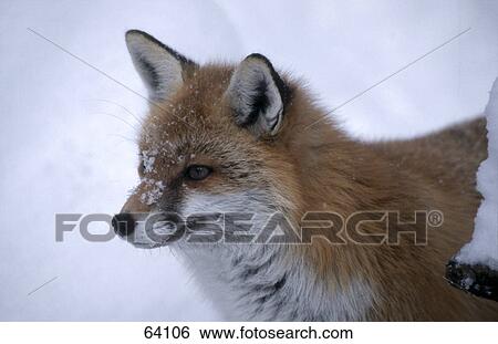 Stock Photograph - Close-up of Red fox (Vulpes vulpes) in snow . Fotosearch