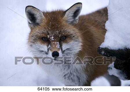 Close-up of Red fox (Vulpes vulpes) in snow View Large Photo Image Stock Photography - Close-up of Red fox (Vulpes vulpes) in snow . Fotosearch