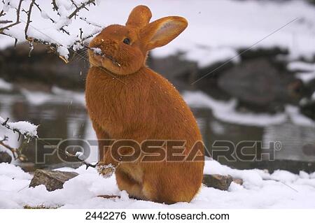 Stock Photograph - Close-up of red rabbit in snow . Fotosearch