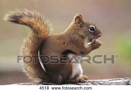 Close-up of red squirrel eating, Alaska, USA View Large Photo Image Stock Photo - Close-up of red squirrel eating, Alaska, USA . Fotosearch