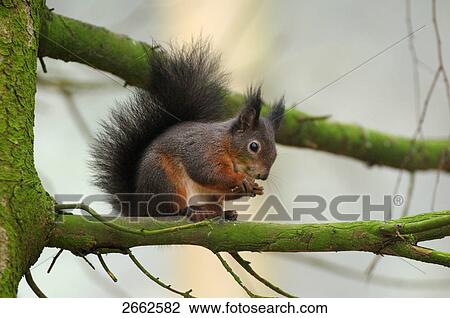 Stock Image - Close-up of Red squirrel (Sciurus vulgaris) on tree, Bavarian Forest National Park, Bavaria, Germany . Fotosearch