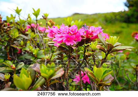 Close-up of Rhododendron flowers, Styria, Austria View Large Photo Image Stock Photograph - Close-up of Rhododendron flowers, Styria, Austria . Fotosearch