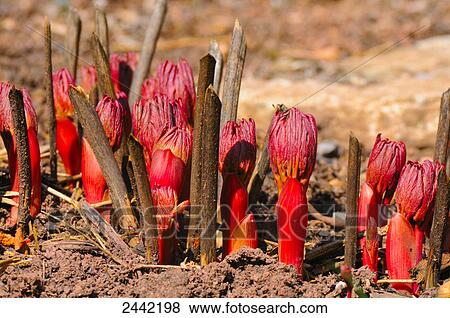 Close-up of Rhubarb plants growing in field View Large Photo Image Stock Photo - Close-up of Rhubarb plants growing in field . Fotosearch