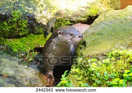 Close-up of River Otter (Lutra lutra) on rock, Germany View Large Photo Image Stock Image - Close-up of River Otter (Lutra lutra) on rock, Germany . Fotosearch