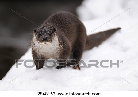 Close-up of River Otter (Lutra lutra) in snow, Bavarian Forest National Park, Bavaria, Germany View Large Photo Image Stock Image - Close-up of River Otter (Lutra lutra) in snow, Bavarian Forest National Park, Bavaria, Germany . Fotosearch