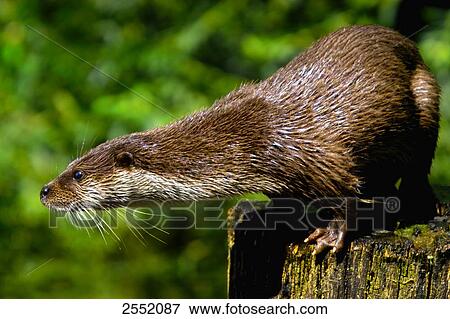 Stock Photo - Close-up of River Otter (Lutra Lutra) on tree stump . Fotosearch