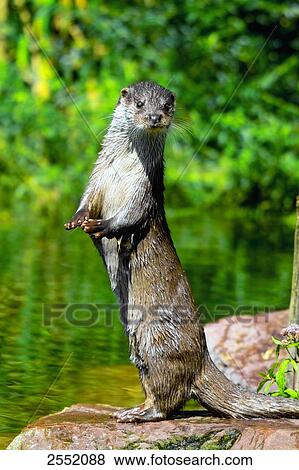 Stock Photo - Close-up of River Otter (Lutra Lutra) standing on stone at riverbank . Fotosearch