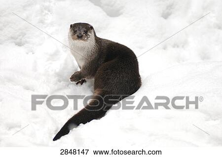 Stock Photo - Close-up of River Otter (Lutra lutra) in snow, Bavarian Forest National Park, Bavaria, Germany . Fotosearch