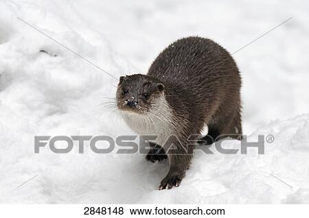 Close-up of River Otter (Lutra lutra) in snow, Bavarian Forest National Park, Bavaria, Germany View Large Photo Image Stock Photo - Close-up of River Otter (Lutra lutra) in snow, Bavarian Forest National Park, Bavaria, Germany . Fotosearch