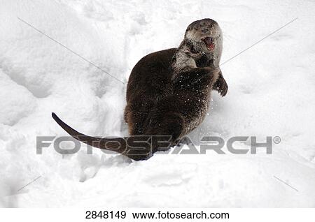 Close-up of River Otter (Lutra lutra) yawning in snow, Bavarian Forest National Park, Bavaria, Germany View Large Photo Image Stock Photo - Close-up of River Otter (Lutra lutra) yawning in snow, Bavarian Forest National Park, Bavaria, Germany . Fotosearch