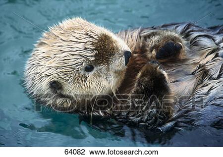 Close-up of River otter(Lutra canadensis) swimming in water View Large Photo Image Stock Image - Close-up of River otter(Lutra canadensis) swimming in water . Fotosearch