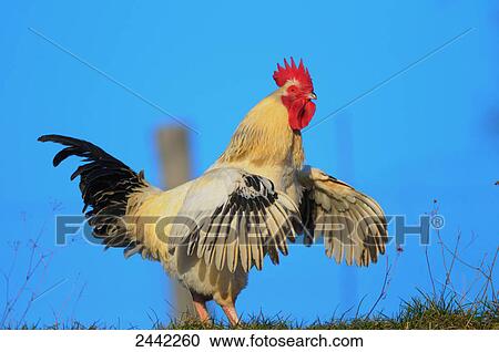 Stock Image - Close-up of rooster spreading its wings in field . Fotosearch