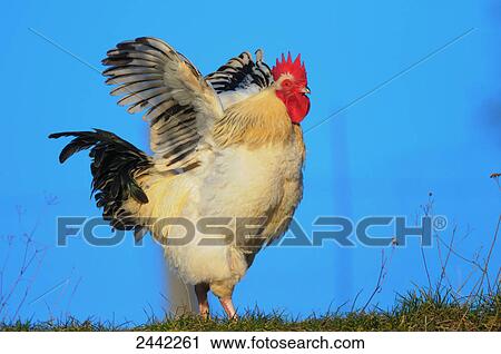 Close-up of rooster spreading its wings in field View Large Photo Image Stock Image - Close-up of rooster spreading its wings in field . Fotosearch