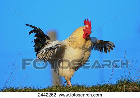 Close-up of rooster spreading its wings in field View Large Photo Image Stock Image - Close-up of rooster spreading its wings in field . Fotosearch