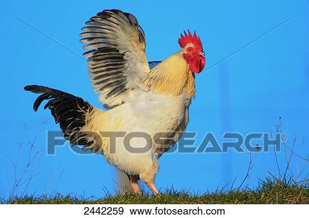 Stock Photo - Close-up of rooster spreading its wings in field . Fotosearch