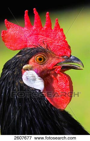 Close-up of rooster View Large Photo Image Stock Photo - Close-up of rooster . Fotosearch