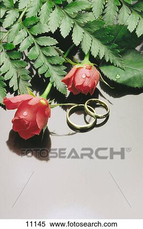 Close-up of rose flowers and wedding rings View Large Photo Image Stock Photography - Close-up of rose flowers and wedding rings . Fotosearch