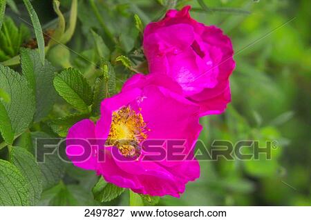 Close-up of Rose hip flowers View Large Photo Image Stock Photo - Close-up of Rose hip flowers . Fotosearch