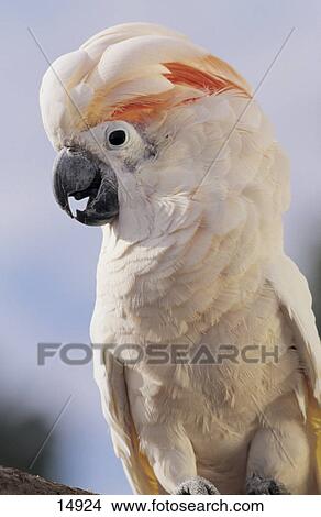 Close-up of Salmon-crested Cockatoo (Cacatua moluccensis), Mato Grosso, Brazil View Large Photo Image Picture - Close-up of Salmon-crested Cockatoo (Cacatua moluccensis), Mato Grosso, Brazil . Fotosearch