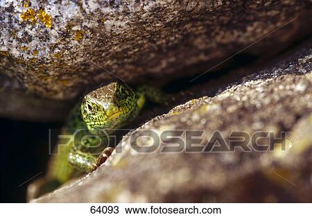 Stock Image - Close-up of Sand Lizard (Lacerta agilis) between rocks . Fotosearch