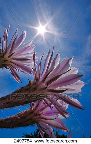 Picture - Close-up of Scarlet cactus flowers, Styria, Austria . Fotosearch