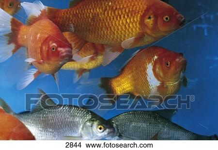 Close-up of school of goldfish swimming in aquarium in market, Paris, France View Large Photo Image Picture - Close-up of school of goldfish swimming in aquarium in market, Paris, France . Fotosearch