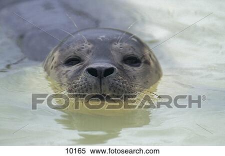 Stock Photography - Close-up of seal swimming in water, Texel Island, Netherlands . Fotosearch