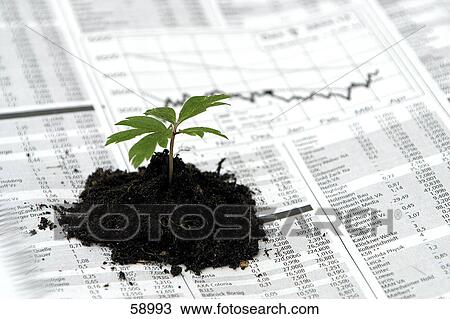 Close-up of seedling on newspaper View Large Photo Image Stock Image - Close-up of seedling on newspaper . Fotosearch