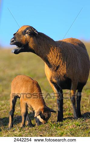 Picture - Close-up of sheep standing with its lamb in field . Fotosearch