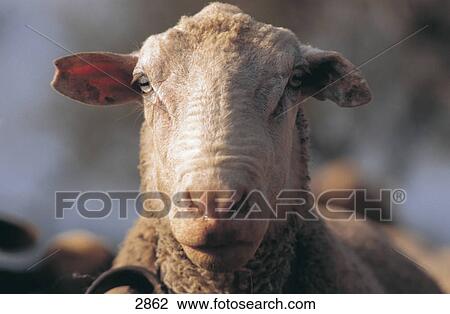 Close-up of sheep View Large Photo Image Stock Image - Close-up of sheep . Fotosearch