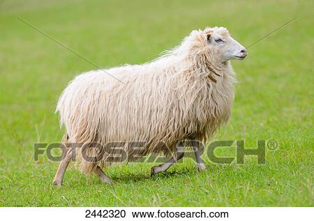Close-up of sheep walking in field View Large Photo Image Stock Image - Close-up of sheep walking in field . Fotosearch