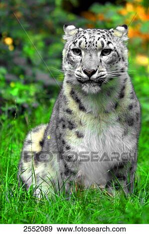 Stock Photo - Close-up of Snow leopard (Uncia uncia) sitting in field . Fotosearch