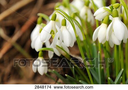 Close-up of snowdrop flowers blooming in field, Franconia, Bavaria, Germany View Large Photo Image Picture - Close-up of snowdrop flowers blooming in field, Franconia, Bavaria, Germany . Fotosearch