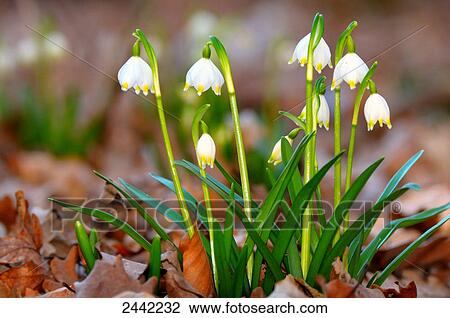 Stock Image - Close-up of snowdrop flowers blooming in field . Fotosearch