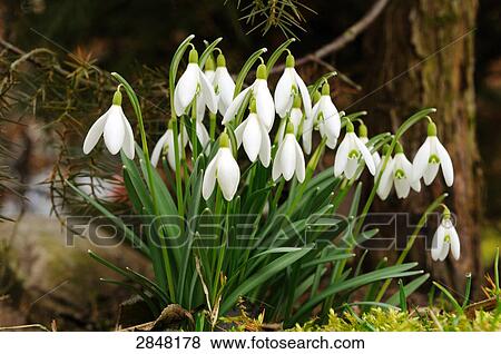 Close-up of snowdrop flowers blooming in field, Franconia, Bavaria, Germany View Large Photo Image Stock Photo - Close-up of snowdrop flowers blooming in field, Franconia, Bavaria, Germany . Fotosearch