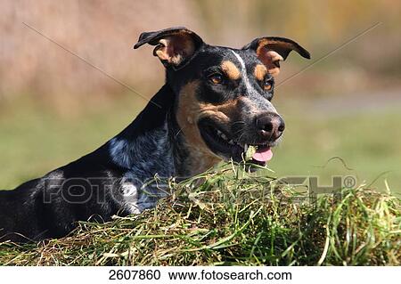 Close-up of Spanish Podenco dog resting in field View Large Photo Image Stock Image - Close-up of Spanish Podenco dog resting in field . Fotosearch