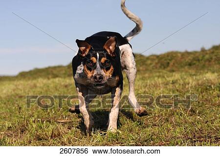 Close-up of Spanish Podenco dog running in field View Large Photo Image Stock Photograph - Close-up of Spanish Podenco dog running in field . Fotosearch