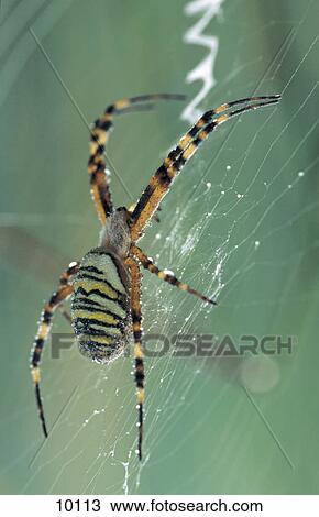 Stock Image - Close-up of spider on its web, Germany, Europe . Fotosearch