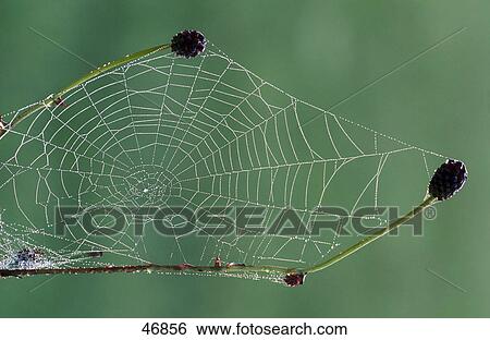 Close-up of spider web View Large Photo Image Stock Photograph - Close-up of spider web . Fotosearch