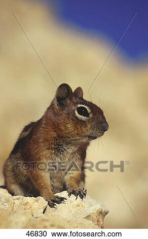 Close-up of squirrel on rock, Arizona, USA View Large Photo Image Stock Image - Close-up of squirrel on rock, Arizona, USA . Fotosearch