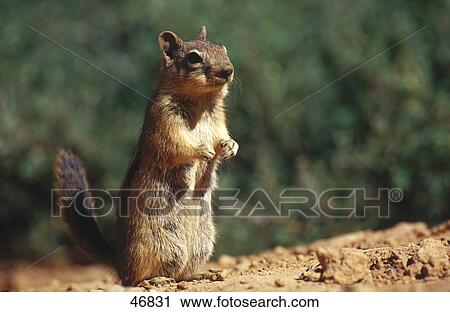 Close-up of squirrel on rock, Arizona, USA View Large Photo Image Stock Image - Close-up of squirrel on rock, Arizona, USA . Fotosearch