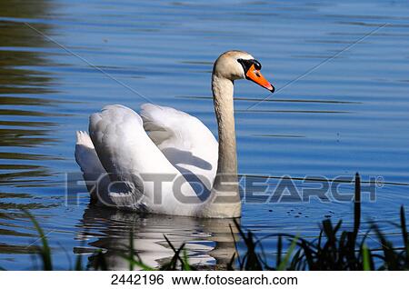 Close-up of swan swimming in lake View Large Photo Image Stock Photograph - Close-up of swan swimming in lake . Fotosearch