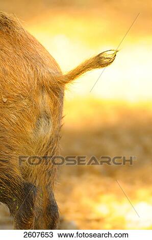 Close-up of tail of Wild Boar (Sus Scrofa) View Large Photo Image Stock Image - Close-up of tail of Wild Boar (Sus Scrofa) . Fotosearch
