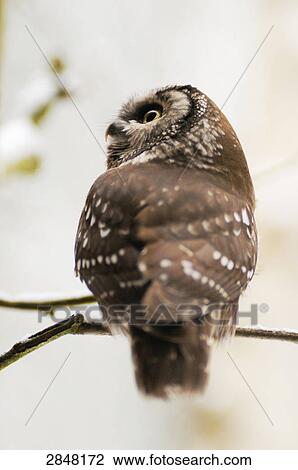 Close-up of Tengmalm's Owl (Aegolius funereus) perching on branch, Bavaria, Germany View Large Photo Image Stock Image - Close-up of Tengmalm's Owl (Aegolius funereus) perching on branch, Bavaria, Germany . Fotosearch